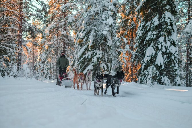 Small-Group Husky Mushing Experience in Rovaniemi - Who should book this husky mushing ride in Rovaniemi