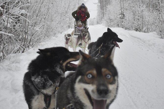Small-Group Husky Mushing Experience in Rovaniemi - Should you book Parpalandia husky mushing in Rovaniemi?