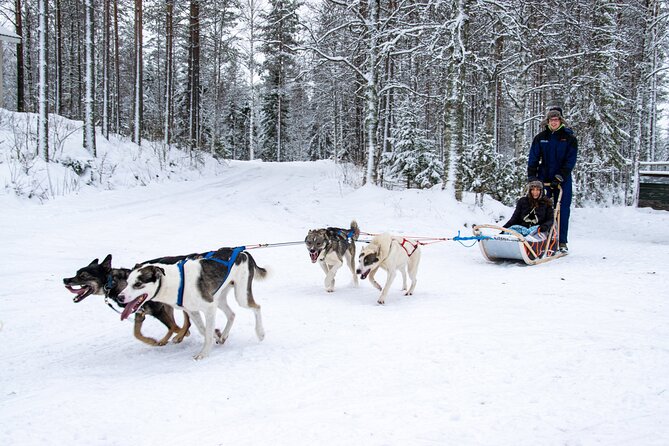 Small-Group Husky Mushing Experience in Rovaniemi - From van to kennel: instructions that set you up for confidence