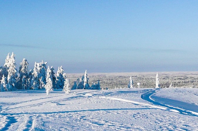 Snowmobile Safari in the Forest - Wildlife Footprints and Pisavaara Strict Nature Reservation Context