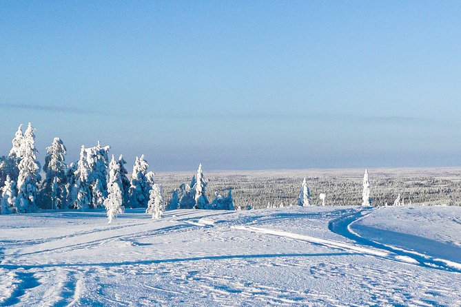 Snowmobile Safari in the Forest - Small Group Size and an English Guide You Can Ask Questions To