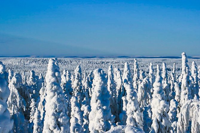 Snowmobile Safari in the Nature - Solo driving: when the extra fee is actually worth it
