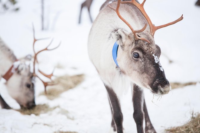 Snowmobile Safari to Lake Inari, meet & feed Reindeers, Lunch - The ride begins with a minibus hop to Koppelo village