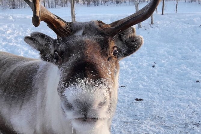 Snowmobile Safari to Lake Inari, meet & feed Reindeers, Lunch - Stop-by-stop timing: how the 3.5 hours are paced