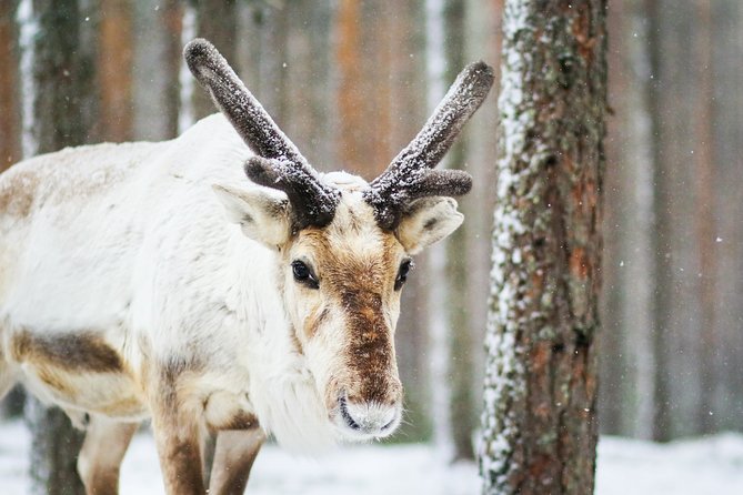 Snowshoe Trip in the Forest - Who This Snowshoe Trip Is Best For (and Who Might Want Another Option)