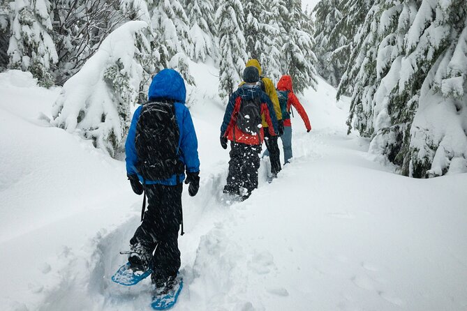 Snowshoeing tour with Wild Lunch - From pickup to a quiet forest, how the timing works