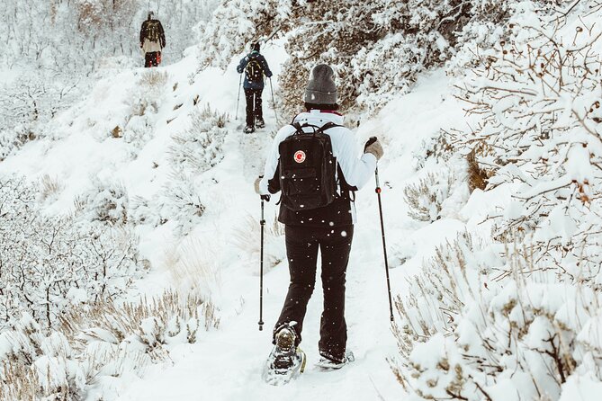 Snowshoeing tour with Wild Lunch - What you’ll see on the walk: snowy forest, and a frozen feel