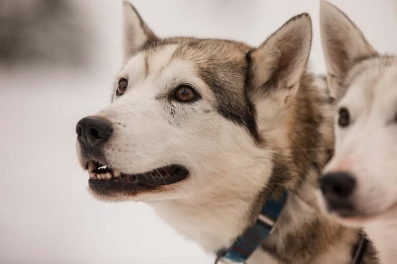Snowy Trails Husky Safari (5 Km) - Key Highlights You’ll Actually Feel