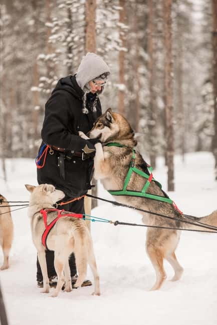 Snowy Trails Husky Safari (5 Km) - Husky Safari in Lapland: What You’re Booking in Real Life