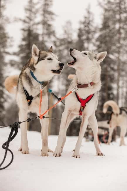Snowy Trails Husky Safari (5 Km) - Winter Clothes, Gloves, and the Real Cold Test