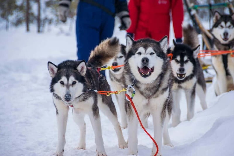 Snowy Trails Husky Safari (5 Km) - Safety, Dog Behavior, and How to Read the Day