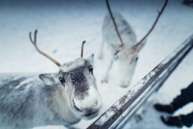 The Ultimate Lappish Adventure, Full Day Tour, Meals Included - Lunch and Dinner: Lappish Food That’s Actually Included