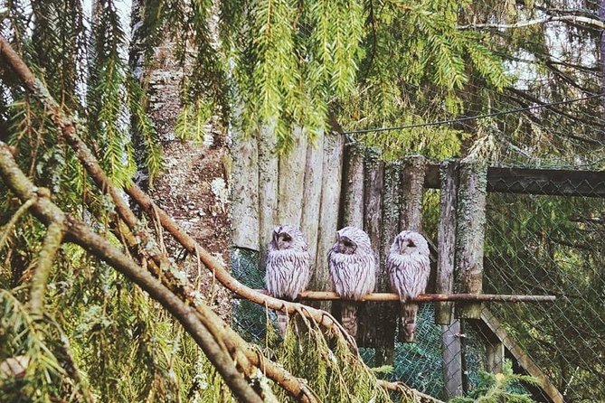 Tour to Ranua Zoo Wildlife Park Small Group Experience - From Rovaniemi to Ranua: Why This Day Trip Works