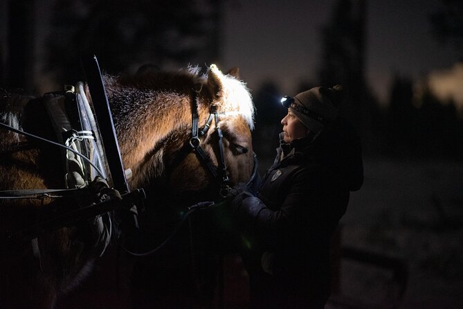 Traditional Finnhorse Sleigh Ride at SCV (3km) - Where the Ride Starts in Santa Claus Village Area (and Why That Matters)