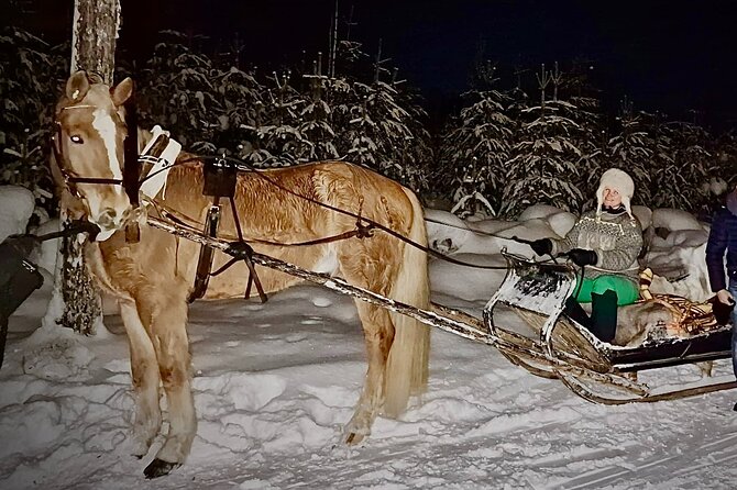 Traditional Finnhorse Sleigh Ride at SCV (3km) - The Finnhorse Story Before You Sit Down