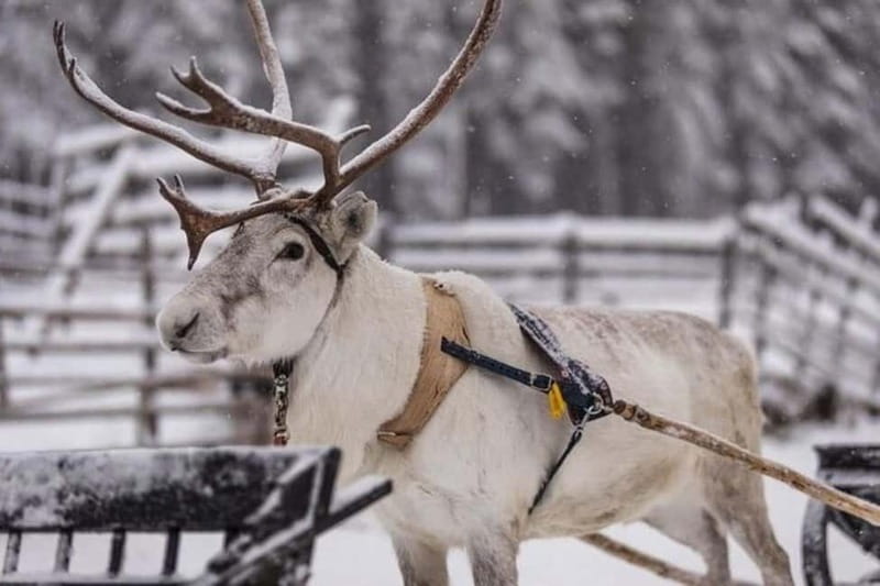 Traditional Reindeer Farm Visit with a Short Sleigh Ride - Why This 3-Hour Reindeer Farm Visit Works So Well