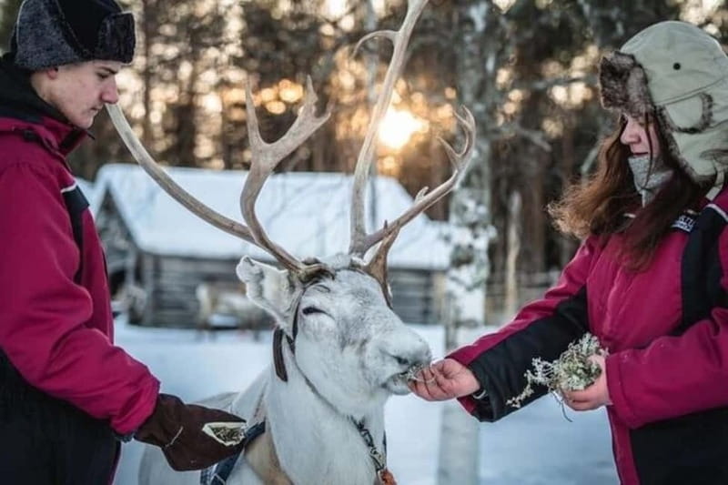 Traditional Reindeer Farm Visit with a Short Sleigh Ride - The Farm Visit: Learning How Reindeer and Herders Live Together