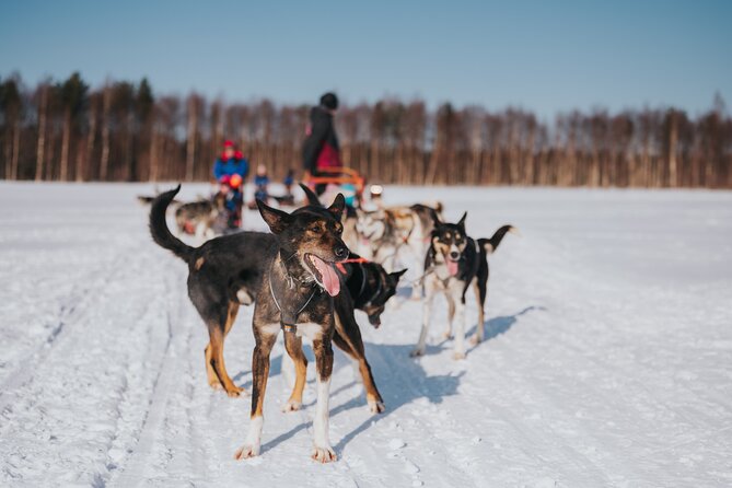 Trail of Tails Step into the Mushing Life in 5KM Husky Safari - Where Baba Husky Starts Your Mushing Life in Rovaniemi