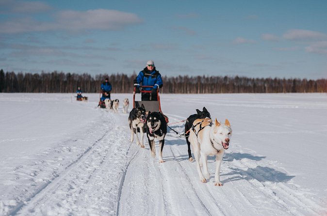 Trail of Tails Step into the Mushing Life in 5KM Husky Safari - The Musher Factor: Why Jip and Other Guides Make It Better