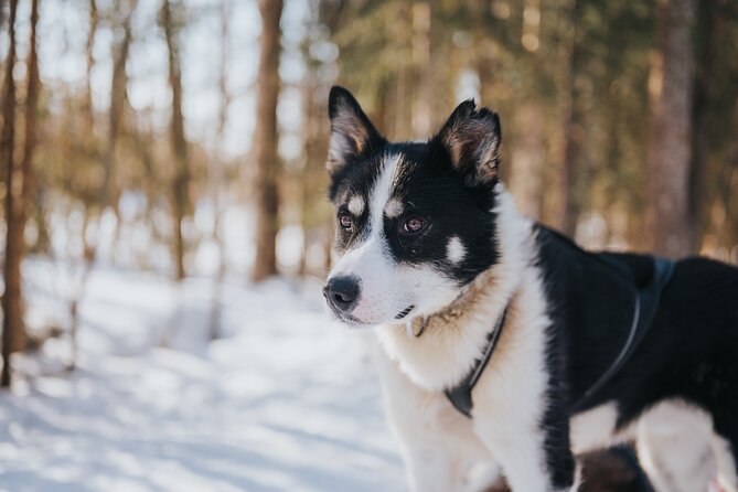 Trail of Tails Step into the Mushing Life in 5KM Husky Safari - Choosing the Right Time: Weather, Duration, and Getting the Most Out of 90 Minutes