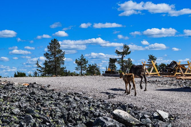Trip to Pyhä-Luosto National Park and Amethyst Mine - BBQ Lunch Included, With Time to Reset Your Day
