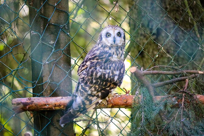 Trip to Ranua Wildlife Park - Animals you can realistically target, plus who may be quiet in winter