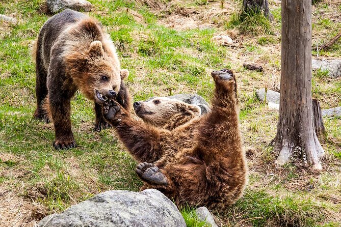 Trip to Ranua Wildlife Park - The guide experience, why Daniel and Anna make a difference