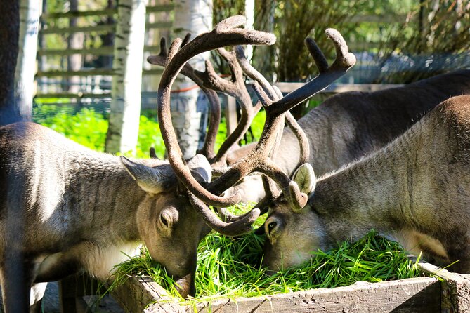 Trip to Ranua Wildlife Park - Lunch at the park, warm food that keeps the day from dragging
