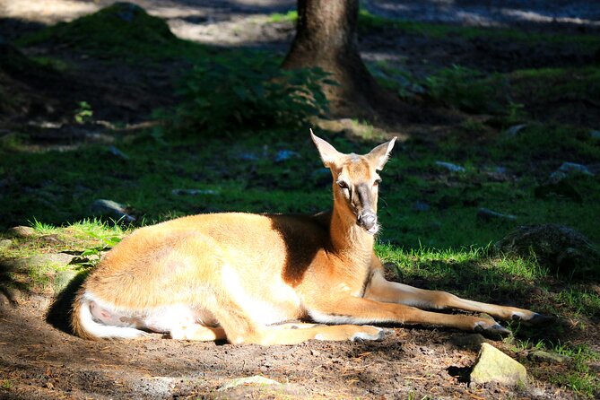 Trip to Ranua Wildlife Park - Winter coats, transport, and what is really included in your half-day