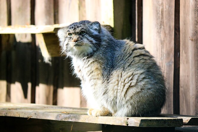 Trip to Ranua Wildlife Park - Price and value at $174.60, what you are paying for