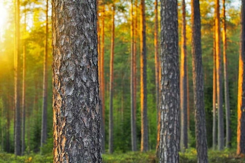 Ultimate Helsinki & Porvoo Tour- Private Car & Local Stories - The local café break: cinnamon buns and Finnish coffee break your pace