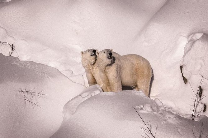 Visit To Ranua Zoo - Rovaniemi’s Arctic Zoo Day, with Pickup and Skip-the-Line Access