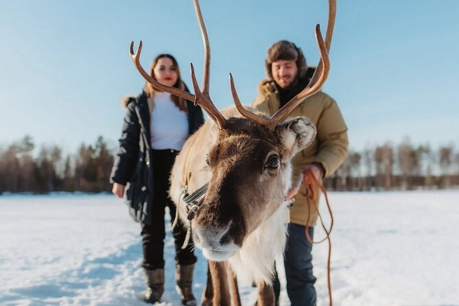 Wild Reindeers Safari + Lunch in Glass Igloo (private service) - Key points before you go