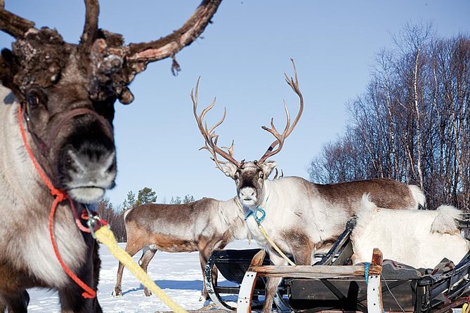 Wild Reindeers Safari + Lunch in Glass Igloo (private service) - Private Safari Rhythm in Rovaniemi: How the 3 Hours Work