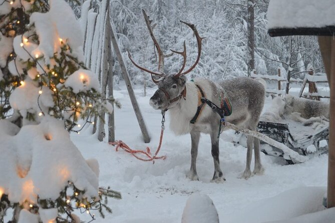 Wild Reindeers Safari + Lunch in Glass Igloo (private service) - Learning About Reindeer and Herder Life: More Than a Ride