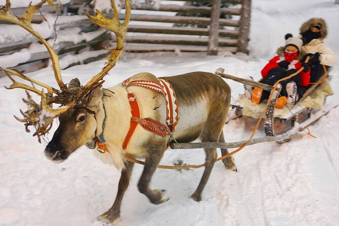 Wild Reindeers Safari + Lunch in Glass Igloo (private service) - Gear, Comfort, and Small Luxury Extras That Actually Help