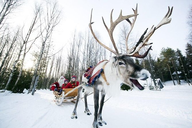 Wild Reindeers Safari + Lunch in Glass Igloo (private service) - Fire-Side Hot Drink and Light Snack: The Break That Makes It Feel Local