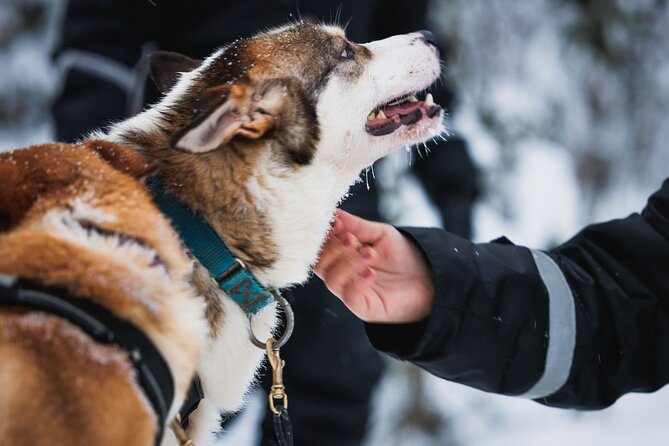 Winter highlights: Snowmobile, Arctic Animals And Santa<code>s Village – Key things to know before you go’ /></p>
<ul>
<li><strong>Full winter clothing and head-to-toe snow gear</strong> are included, so you can travel lighter.</li>
<li><strong>1 hour snowmobiling</strong> happens on shared snowmobiles (2 pax), with single driving available as a supplement for adults.</li>
<li><strong>Reindeer and husky rides are short but official-feeling</strong>, including a reindeer sleigh ride plus a reindeer drivers license and a 500m husky sleigh ride.</li>
<li><strong>Santa Claus Village gets real time</strong> for Arctic Circle photo moments, Santa visit, the post office, and shopping.</li>
<li><strong>Children have specific options</strong>: sledge seating with the guide snowmobile, and a mini-snowmobile try-on track for shorter kids.</li>
<li><strong>There is snowmobile liability to understand</strong> if you plan to drive, and extra insurance is available on site.</li>
</ul>
<h2>Rovaniemi in Winter: Snowmobile, Animals, and Santa Claus Village all in one day</h2>
<p><img width="667" height="446" decoding="async" src=