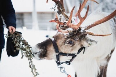 Winter highlights: Snowmobile, Arctic Animals And Santa`s Village