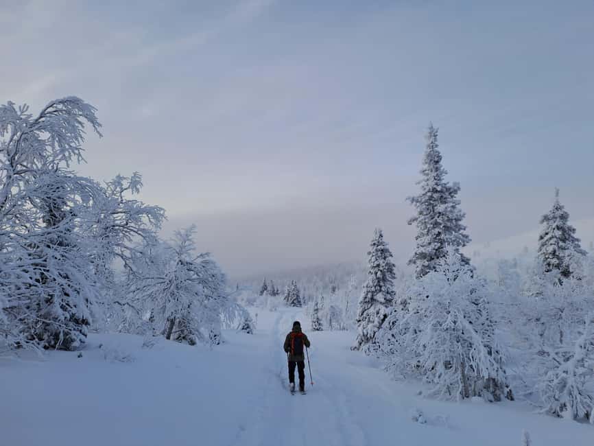 Ylläs: Guided Nordic Skiing Tour in Lapland Wilderness - Why This 5-Hour Nordic Ski Day Feels Personal